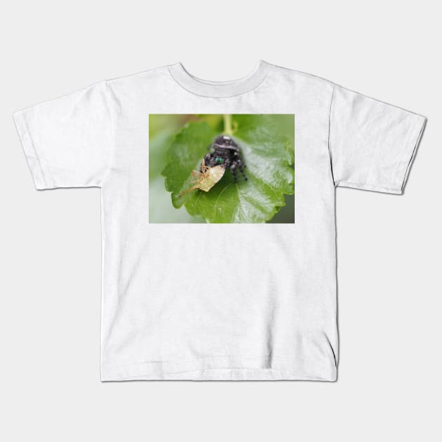 Phidippus audax (bold jumping spider) with prey (stinkbug) Kids T-Shirt by SDym Photography